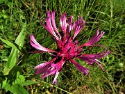 13 Centaurea montana (Fiordaliso montano)